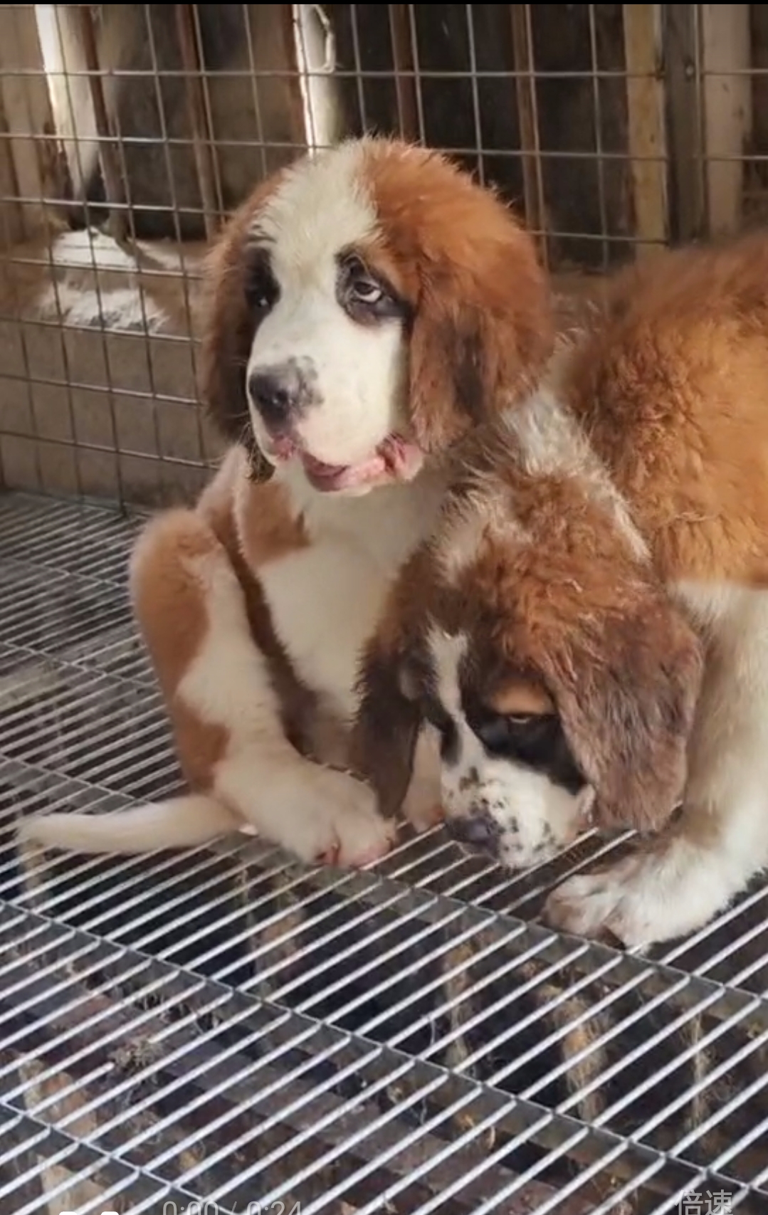 圣伯纳,瑞士名犬,属于大型犬种。性格非常温顺,粘人,带出去拉风。
